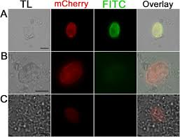 mmunofluorescence detection of mCherry in the sporocyst