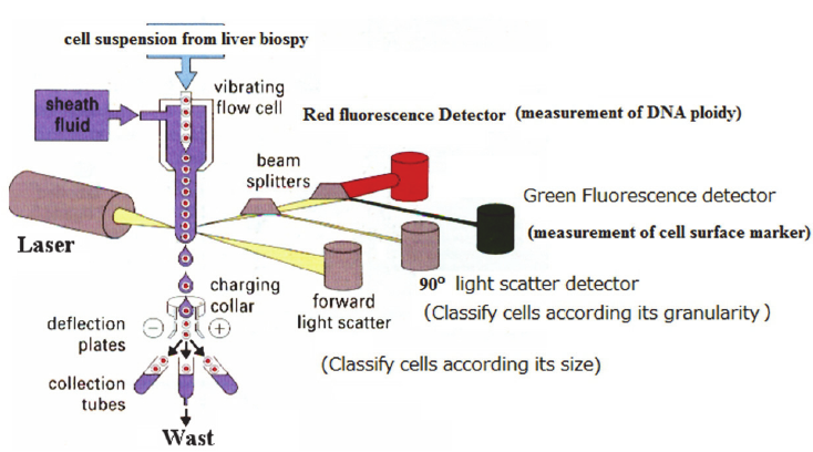 Diagram of general components of flow cytometry.