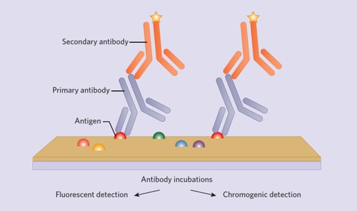 Many IHC protocols involve binding primary antibodies to target antigens on tissue sections, followed by secondary antibody incubation. The detection method depends on the type of secondary antibody used.