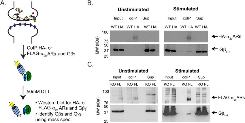 Co-immunoprecipitation of adrenergic α 2a receptors and Gβγ